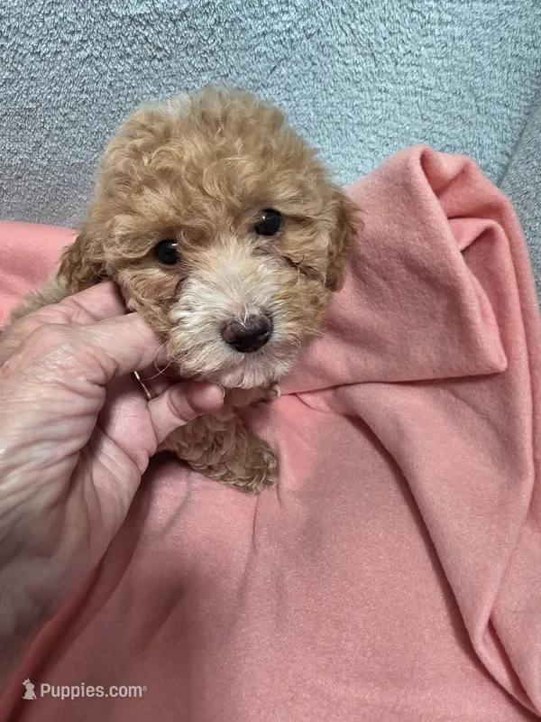 Ellie May – Poodle - Miniature  puppy for sale in Troy, IL