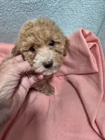 Ellie May, a female Poodle - Miniature  for sale in Troy, IL – 1 of 6