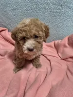 Ellie May, a female Poodle - Miniature  for sale in Troy, IL – 2 of 6