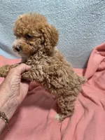 Ellie May, a female Poodle - Miniature  for sale in Troy, IL – 5 of 6