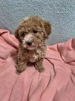 Ellie May, a female Poodle - Miniature  for sale in Troy, IL – 4 of 6