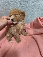 Ellie May, a female Poodle - Miniature  for sale in Troy, IL – 6 of 6
