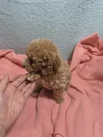 Ellie May, a female Poodle - Miniature  for sale in Troy, IL – 3 of 6