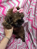 LULU, a female Shihpoo for sale in Troy, IL – 2 of 4