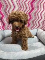 Dallas, a male Poodle - Miniature  for sale in Troy, IL – 3 of 5