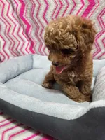 Dallas, a male Poodle - Miniature  for sale in Troy, IL – 5 of 5
