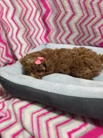 Buttons, a female Poodle - Miniature  for sale in Troy, IL – 2 of 5
