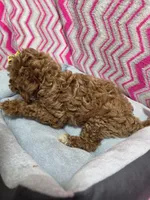 Gabby, a female Poodle - Miniature  for sale in Troy, IL – 5 of 5