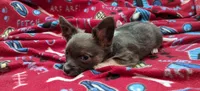 Maxwell, a male Chihuahua for sale in Troy, IL – Photo 4 of 4