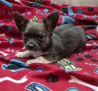 Maxwell, a male Chihuahua for sale in Troy, IL – Photo 3 of 4