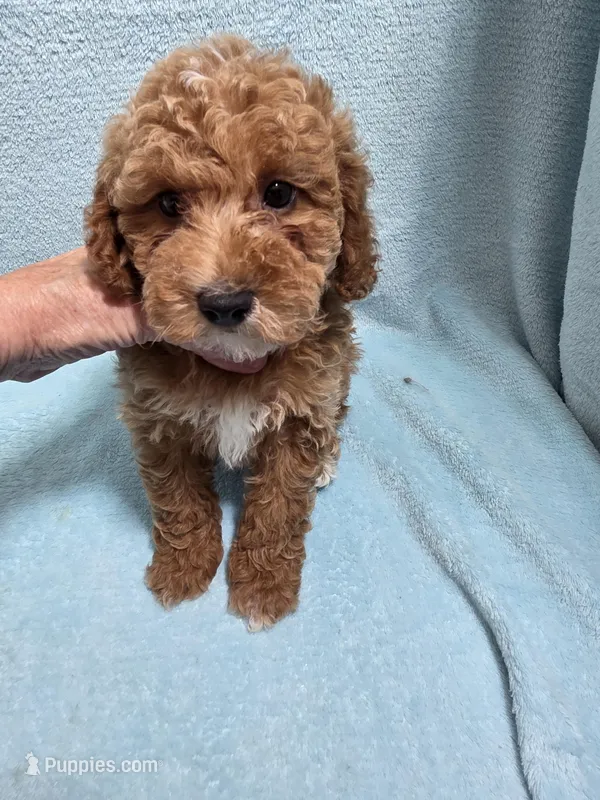 Mason – Poodle - Miniature  puppy for sale in Troy, IL