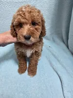 Mason, a male Poodle - Miniature  for sale in Troy, IL – 1 of 6