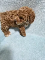 Mason, a male Poodle - Miniature  for sale in Troy, IL – 4 of 6