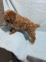Mason, a male Poodle - Miniature  for sale in Troy, IL – 3 of 6