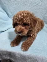 Mason, a male Poodle - Miniature  for sale in Troy, IL – 2 of 6