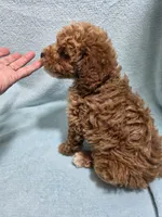 Mason, a male Poodle - Miniature  for sale in Troy, IL – 5 of 6