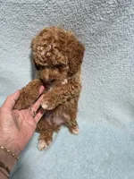 Mason, a male Poodle - Miniature  for sale in Troy, IL – 6 of 6