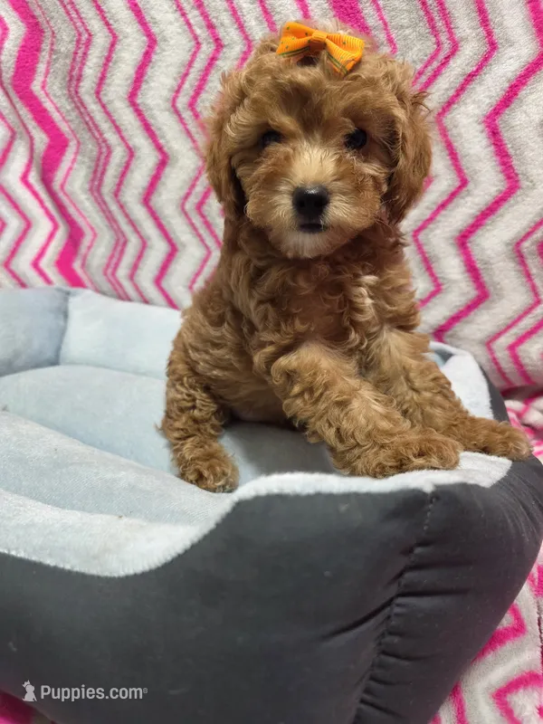 Gracie – Poodle - Miniature  puppy for sale in Troy, IL