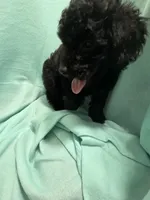 Winston, a male Poodle - Miniature  for sale in Troy, IL – 3 of 4