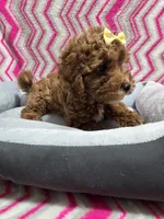 Gabby, a female Poodle - Miniature  for sale in Troy, IL – 4 of 5