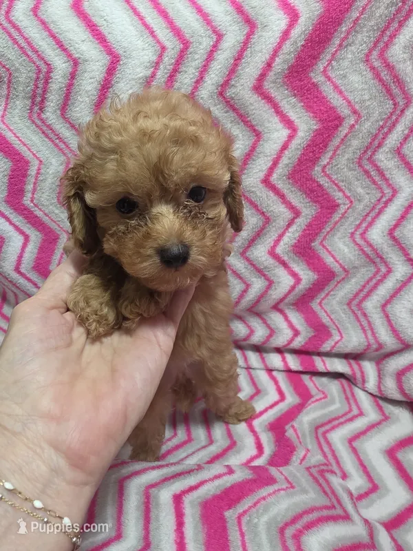 Lucy – Poodle - Miniature  puppy for sale in Troy, IL
