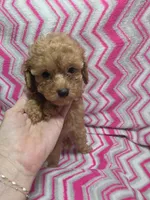 Lucy, a female Poodle - Miniature  for sale in Troy, IL – 1 of 4