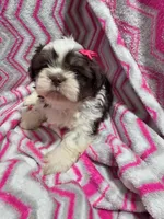 Daisy, a female Shih Tzu for sale in Troy, IL – 4 of 4