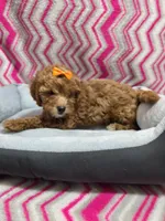 Gracie, a female Poodle - Miniature  for sale in Troy, IL – 3 of 3