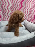 Dallas, a male Poodle - Miniature  for sale in Troy, IL – 4 of 5