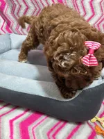 Buttons, a female Poodle - Miniature  for sale in Troy, IL – 4 of 5