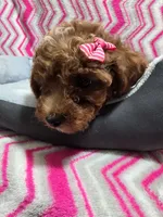 Buttons, a female Poodle - Miniature  for sale in Troy, IL – 5 of 5
