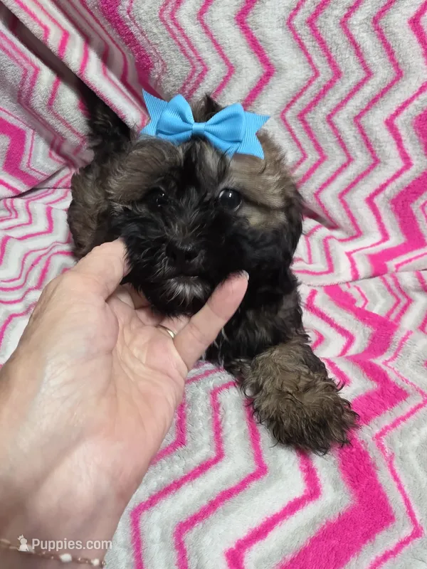 Ellie – Shihpoo puppy for sale in Troy, IL