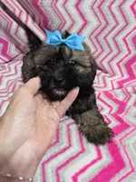Ellie, a female Shihpoo for sale in Troy, IL – 1 of 4
