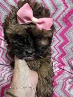 LULU, a female Shihpoo for sale in Troy, IL – 3 of 4