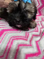 Ellie, a female Shihpoo for sale in Troy, IL – 4 of 4