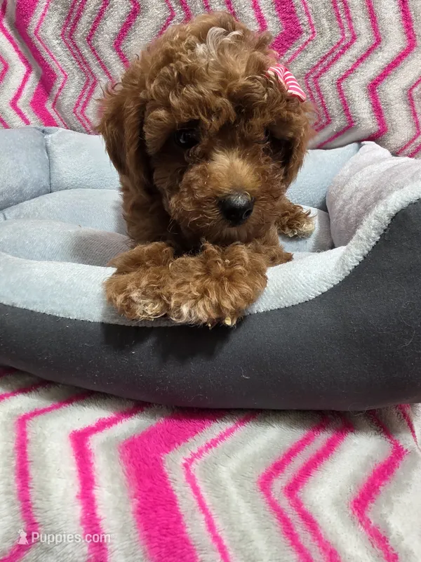 Buttons – Poodle - Miniature  puppy for sale in Troy, IL