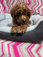 Buttons, a female Poodle - Miniature  for sale in Troy, IL – 1 of 5