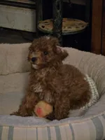 Buttons, a female Poodle - Miniature  for sale in Troy, IL – 2 of 6