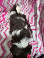 Daisy, a female Shih Tzu for sale in Troy, IL – 2 of 4