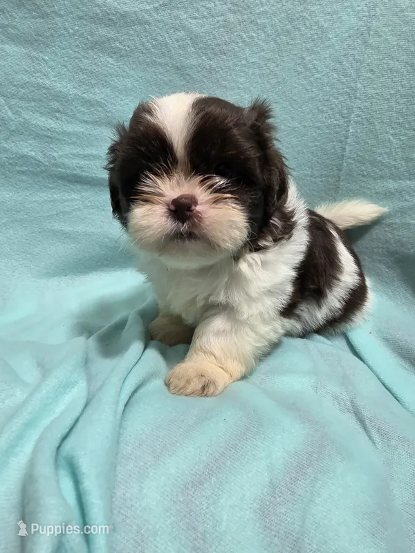 Dallas – Shih Tzu puppy for sale in Troy, IL
