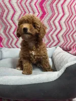 Dallas, a male Poodle - Miniature  for sale in Troy, IL – 2 of 5
