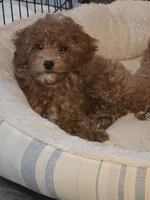 Buttons, a female Poodle - Miniature  for sale in Troy, IL – 5 of 6