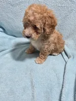 Jaxon, a male Poodle - Miniature  for sale in Troy, IL – 4 of 6