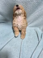 Jaxon, a male Poodle - Miniature  for sale in Troy, IL – 6 of 6