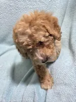 Jaxon, a male Poodle - Miniature  for sale in Troy, IL – 5 of 6