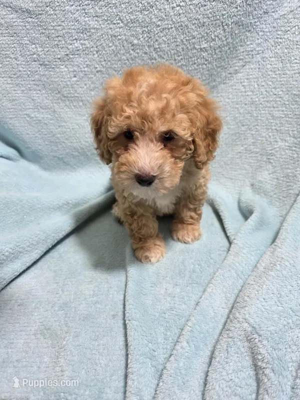 Jaxon – Poodle - Miniature  puppy for sale in Troy, IL