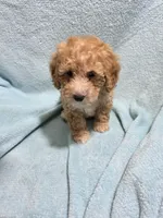 Jaxon, a male Poodle - Miniature  for sale in Troy, IL – 1 of 6