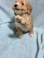Jaxon, a male Poodle - Miniature  for sale in Troy, IL – 3 of 6