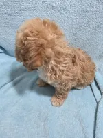 Jaxon, a male Poodle - Miniature  for sale in Troy, IL – 2 of 6