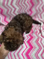 LULU, a female Shihpoo for sale in Troy, IL – 4 of 4